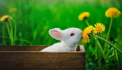 九游电脑版下载-再轰35+！有了胜利加持的特雷·扬真要冲刺MVP了？